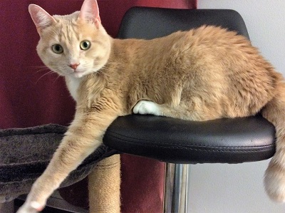 Home visits for cat - Bonobono